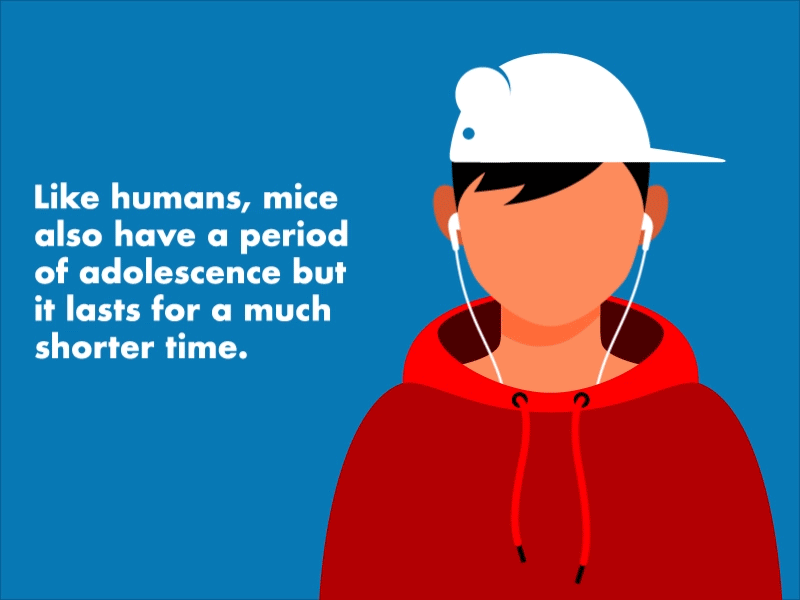 An animated illustration of a boy wearing a red hoodie, earbuds, and a white hat shaped like a mouse. His head bobs as if to music. A caption reads, "Like humans mice also have a period of adolescence but it lasts for a much shorter time."