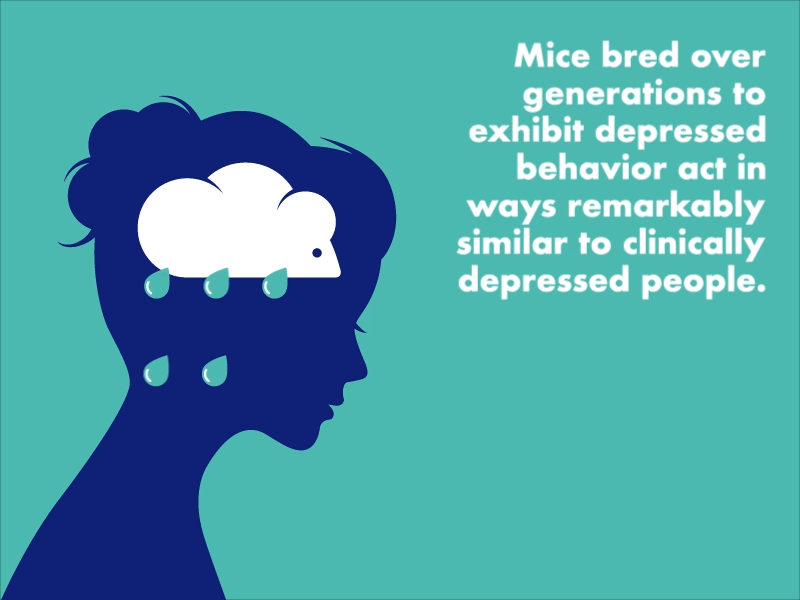 An animated illustration of a woman with a brain that resembles a mouse from which tears are flowing. A caption reads, "Mice bred over generations to exhibit depressed behavior act in ways remarkably similar to clinically depressed people."