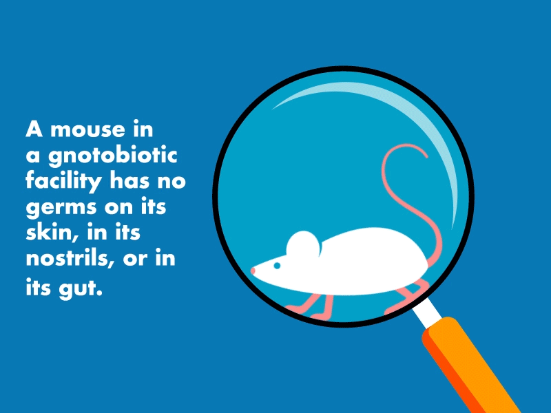 An animated illustration of a mouse through a magnifying glass. The mouse regularly runs as though in a wheel and then pauses. Animated germs appear and then disappear around the magnifying glass. A caption reads, "A mouse in a gnotobiotic facility has no germs on its skin, in its nostrils, or in its gut."