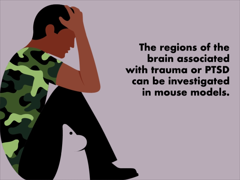 An animated illustration of a man in a camo t-shirt sitting on the ground with his back to a wall. His head is in his hands and regularly rises slightly and returns. The shape of a mouse can be seen in the negative space formed by the fold in his right leg at the knee. A caption reads, "The regions of the brain associated with trauma or PTSD can be investigated in mouse models."