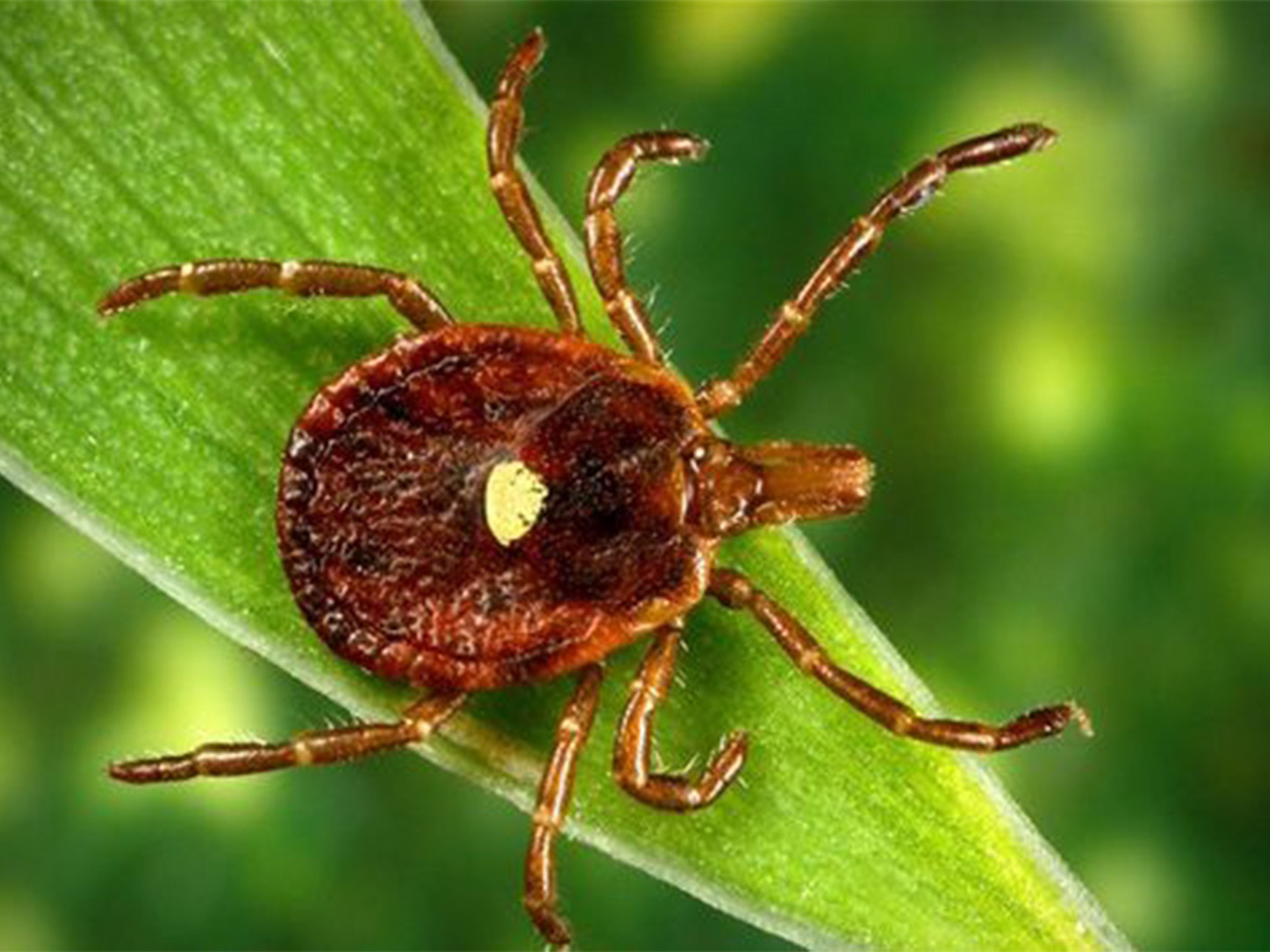 Image of a lone star tick