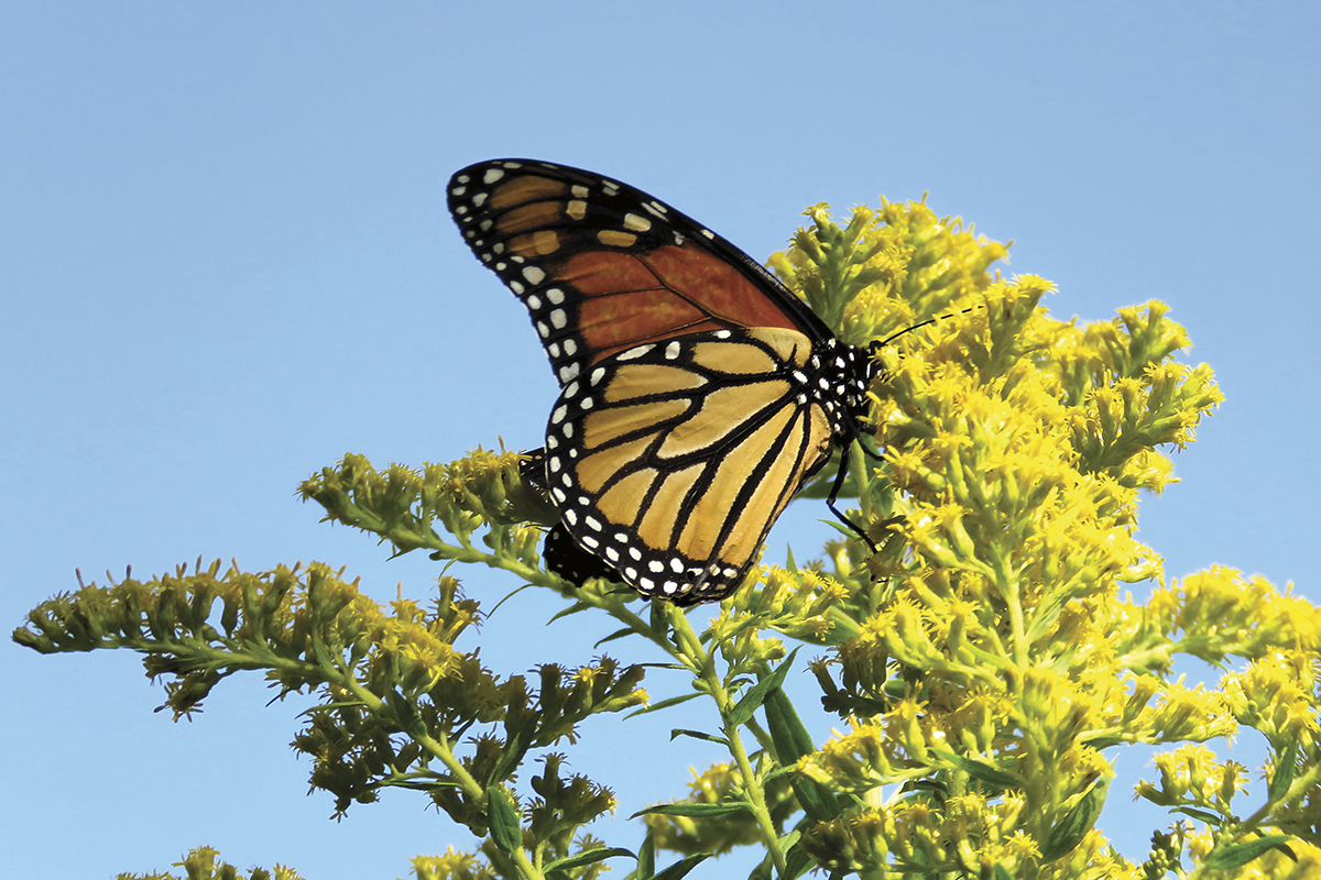 A monarch butterfly feeds on a flower